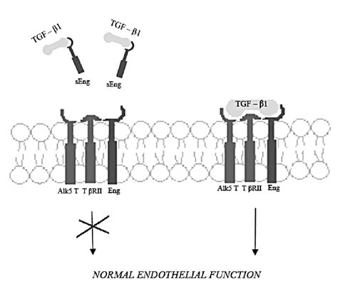 Schematic Mechanism Of Seng Role In Pe Pathogenesis Tgf Are