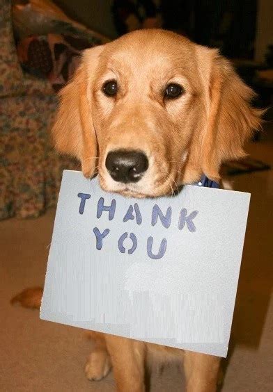 Top 10 Images Of Dogs Saying Thank You