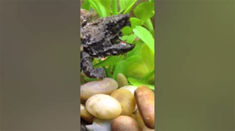 Alligator Snapping Turtle Tongue Lure Hd Youtube