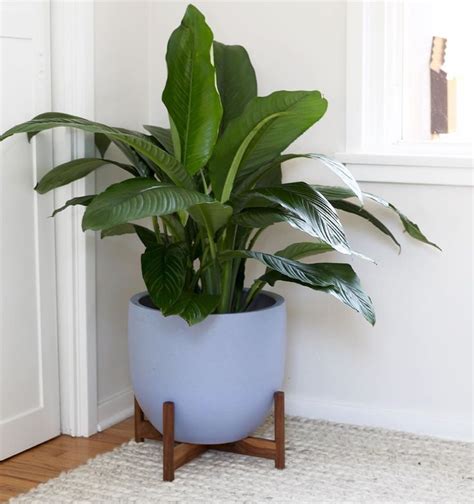 A Potted Plant Sitting On Top Of A Wooden Stand