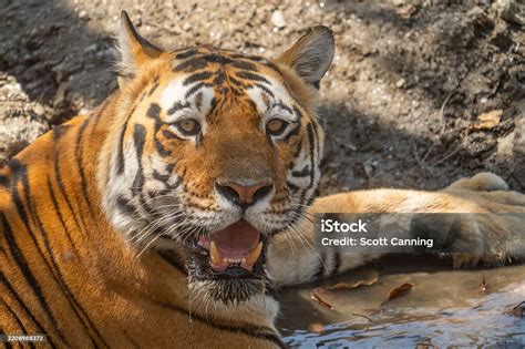 bengal tiger   jungles  india stock photo  image
