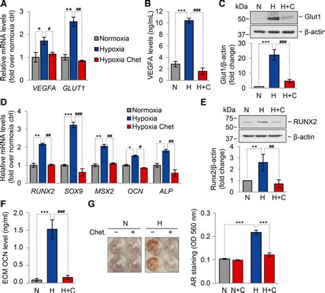 Hypoxia Triggers Osteochondrogenic Differentiation Of Vascular Smooth