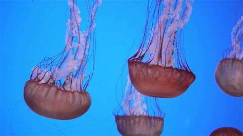 Jellyfish - Ripley's Aquarium Toronto 2013 - YouTube