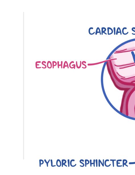 Anatomy And Physiology Of The Gastrointestinal System Notes Diagrams