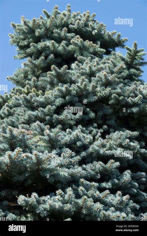 Colorado Blue Spruce Picea Pungens Glauca Globosa Stock Photo Alamy