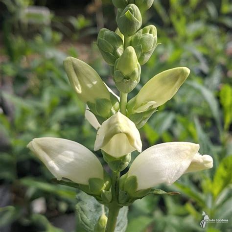 Chelone Lyonii Hot Lips Hot Lips Pink Turtlehead Scioto