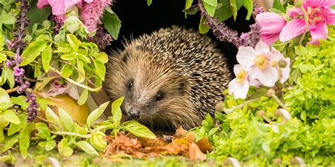 The Best Shrubs For Attracting Wildlife Throughout The Year Which