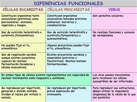 Cuadro Comparativo Entre Celula Eucariota Y Procariota Cuadro Images