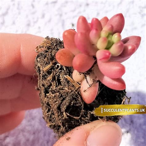 Sedum Rubrotinctum Aurora Plug Plant Succulent Plants Uk