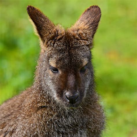 How to Set Up Habitat for Macropods?