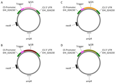 Figure 1 2 From The Intermediate Subunit Of The Gal Galnac Lectin May