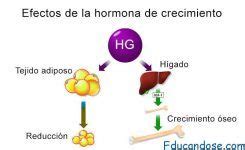 C Mo Estimular Las Hormonas Para El Culturismo