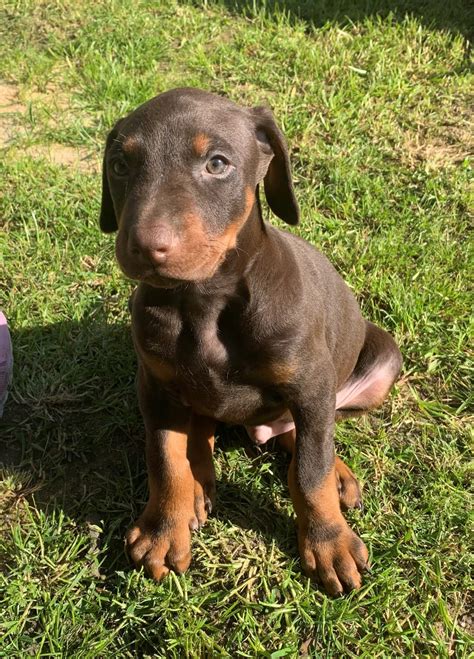 How Much Are Purebred Doberman Puppies