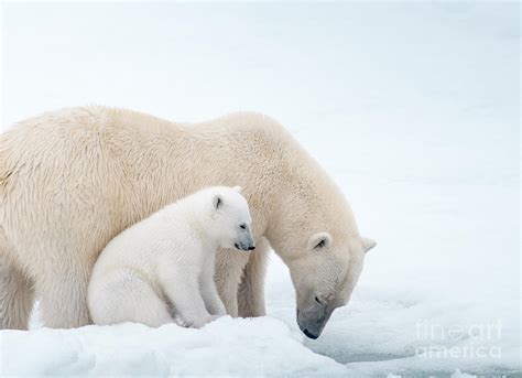 Polar Bear Mom And Cub Photograph By Paulette Sinclair Pixels