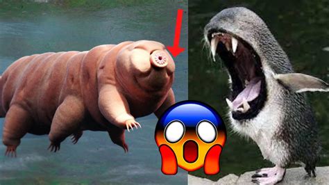 Top 10 Strange Animals You Dont Believe Exist Strange Animals You