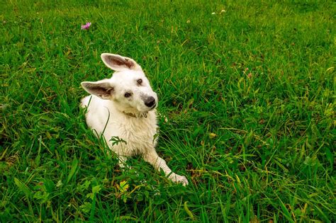 Errores Que No Debes Cometer Al Alimentar A Tu Perro