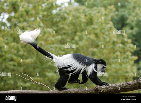 Colobus Monkey Stock Photo - Alamy