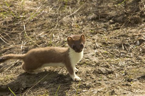 File:Short tailed weasel ermine animal mustela erminea.jpg - Wikimedia ...