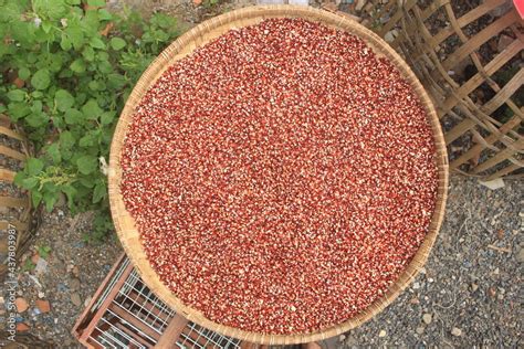 The Process Of Drying Red Corn Naturally To Dry And Produce Quality Dry