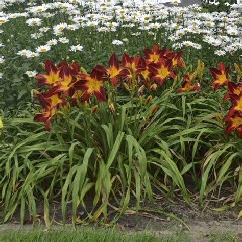 RAINBOW RHYTHM Ruby Spider Daylily Order Online