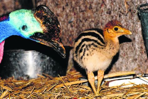 Narodziny w zoo w Łodzi. Mały bizon, mysi jeleń, tamaryna i kazuary ...