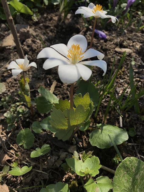 Сангвинария канадская (Sanguinaria Canadensis) – Семена
