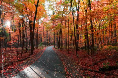 Tall trees with colorful fall foliage at Kensington metro park in ...