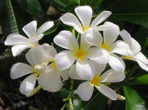 Spiritual Meaning Of Jasmine CHURCHGISTS