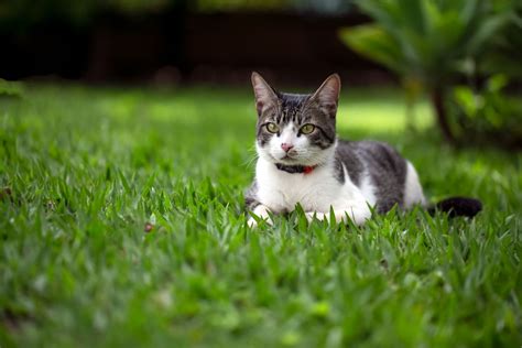 30 zeldzame kattenrassen waarvan je niet wist dat ze bestonden