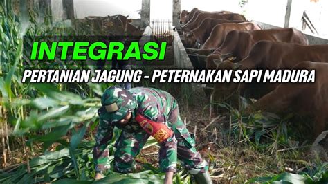 Video Pendek Gerakan Nasional Hanpangan Antar Satuan Tni Tahun