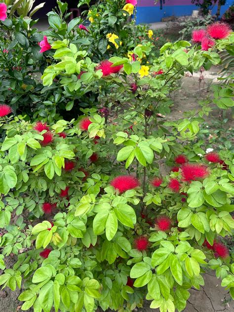 How To Grow Powder Puff Calliandra From Seeds