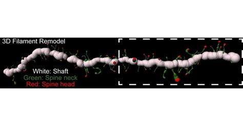 Highly specific synaptic plasticity in addiction