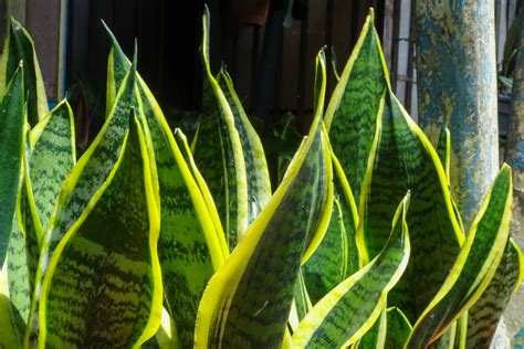 Snake Plant Leaves Curling Causes And Solutions