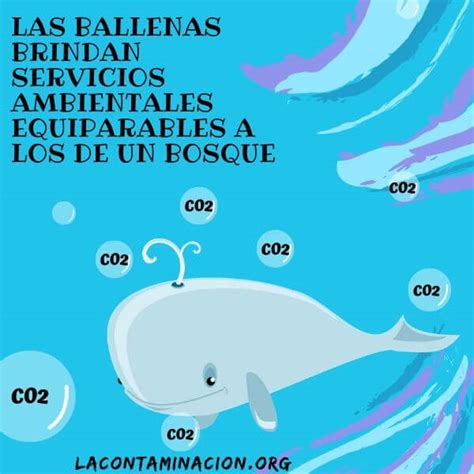 Las ballenas ayudan a mitigar el cambio climático Lacontaminacion org