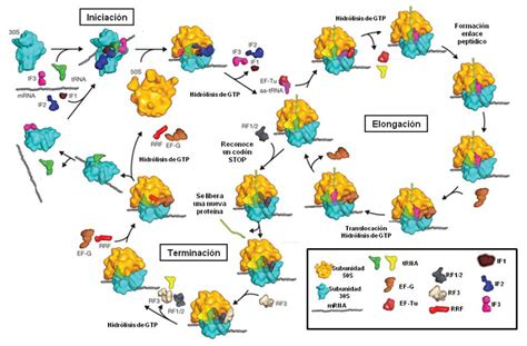 Representación Esquemática Del Proceso De Biosíntesis De Proteínas En Download Scientific