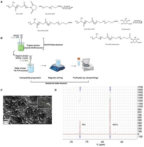 Frontiers Fluorinated Plga Peg Mannose Nanoparticles For Tumor