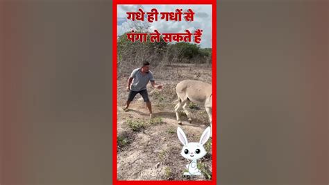 गधे ही गधों से पंगा ले सकते हैं Funny Video🤣🤣🤣 Explorewithraj Youtube