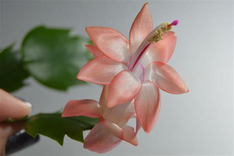 Schlumbergera Hybrid Thor Freya Epiphytic Cacti