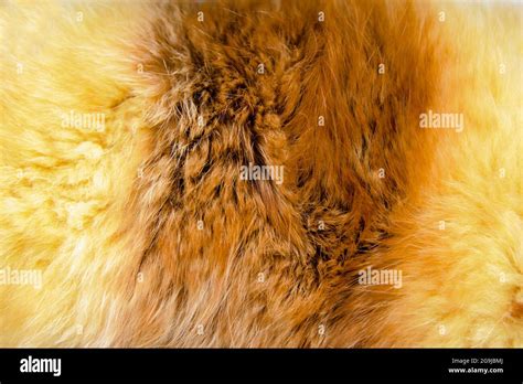 Texture Of Red Fur Fox High Resolution Stock Photo Alamy