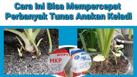 Cara Cepat Perbanyak Tunas Anakan Keladi Hias Alocasia YouTube