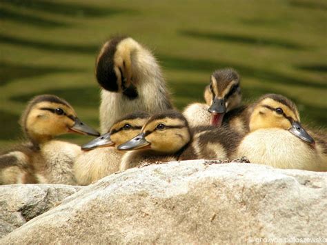 30 Pics Of Birds Cuddling Together For Warmth Will Melt Your Heart Amazing Nature