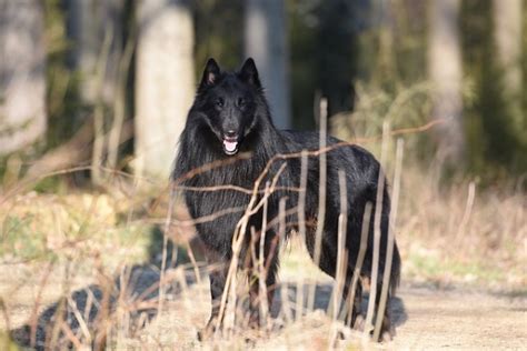 Groenendael Tout Savoir Sur Ce Chien De Berger Belge Noir Blog