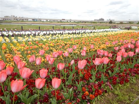 足立区役所 On Twitter チューリップが見頃です！ 荒川河川敷虹の広場 見頃ですが、開花が終わっているチューリップも出ているので、早めに見に来てください。約14 000本の