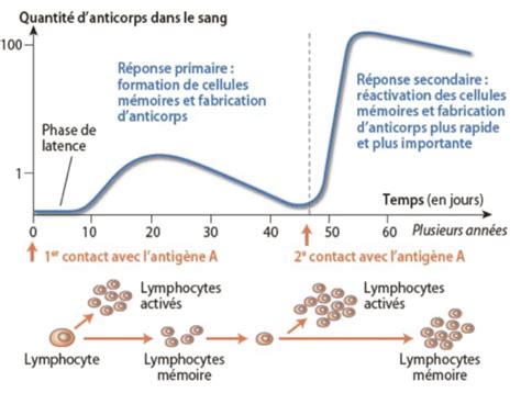 Biologie Final Flashcards Quizlet