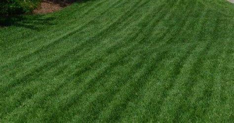 Palisades Zoysia Without The Middle Man Mark Up Artofit