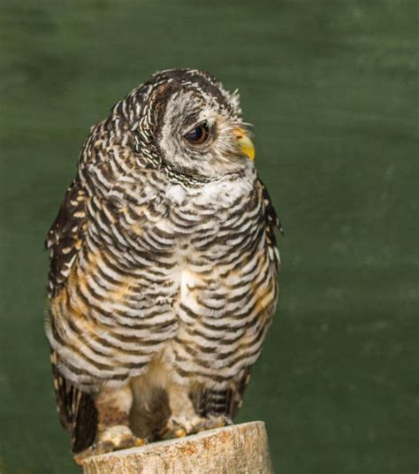 Rufous Legged Owl Stock Photos, Pictures & Royalty-Free Images - iStock