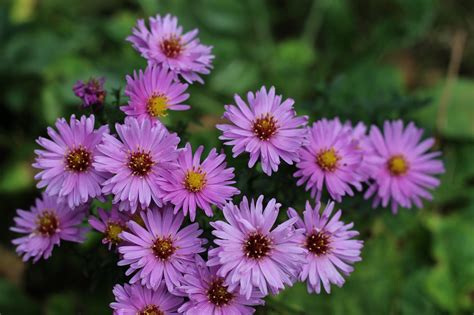 Aster Ungu Bunga - Foto gratis di Pixabay - Pixabay