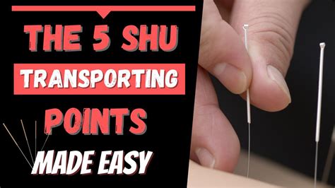 Shu Transporting Points Acupuncture Youtube