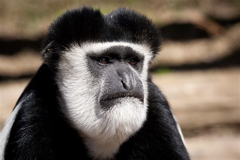 Колобус (лат. Colobus)