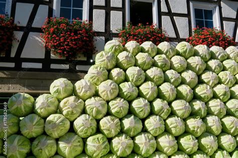 Gestapelte Spitzkohlk Pfe Beim Krautfest In Der Hauptstra E In